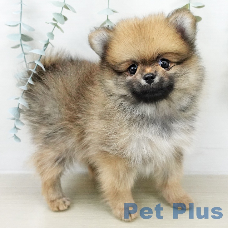 ポメラニアンの写真2