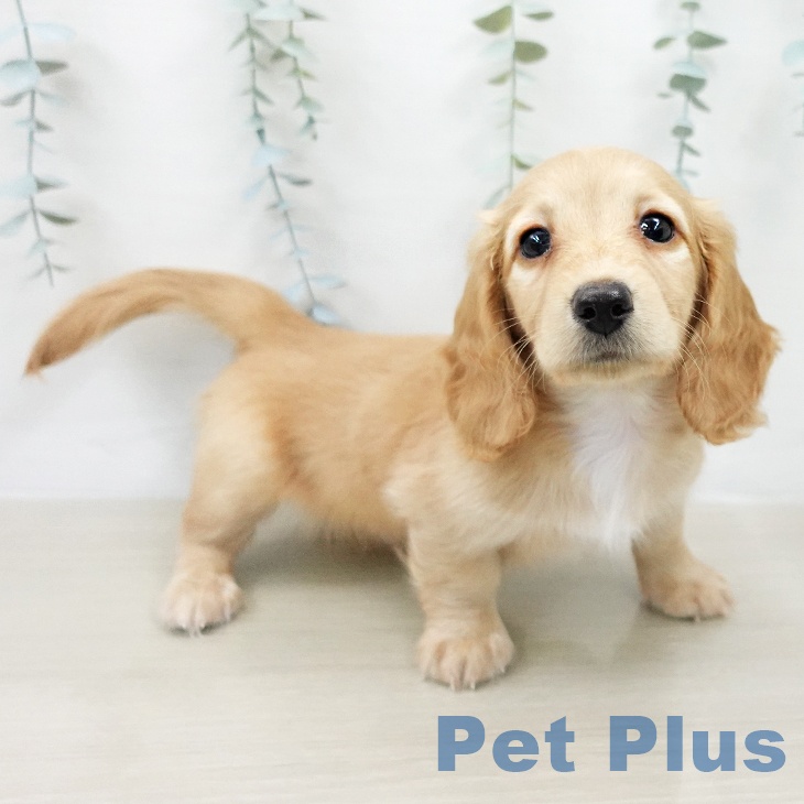 神奈川県のミニチュアダックスフンド(ロング) (ペットプラス 湘南平塚店/2026年2月3日生まれ/男の子/イエロー)の子犬