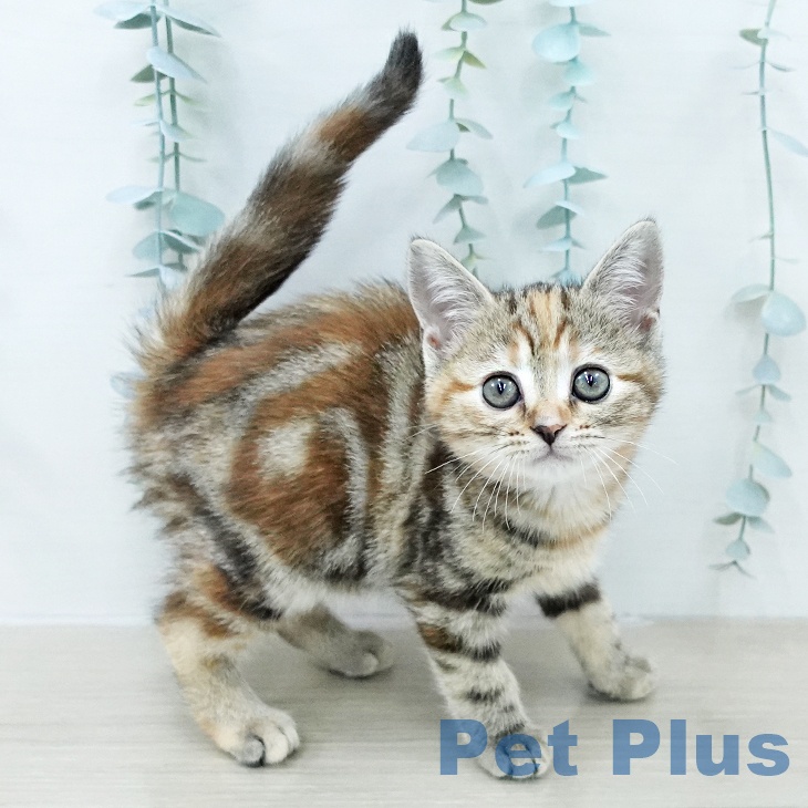 アメリカンショートヘア