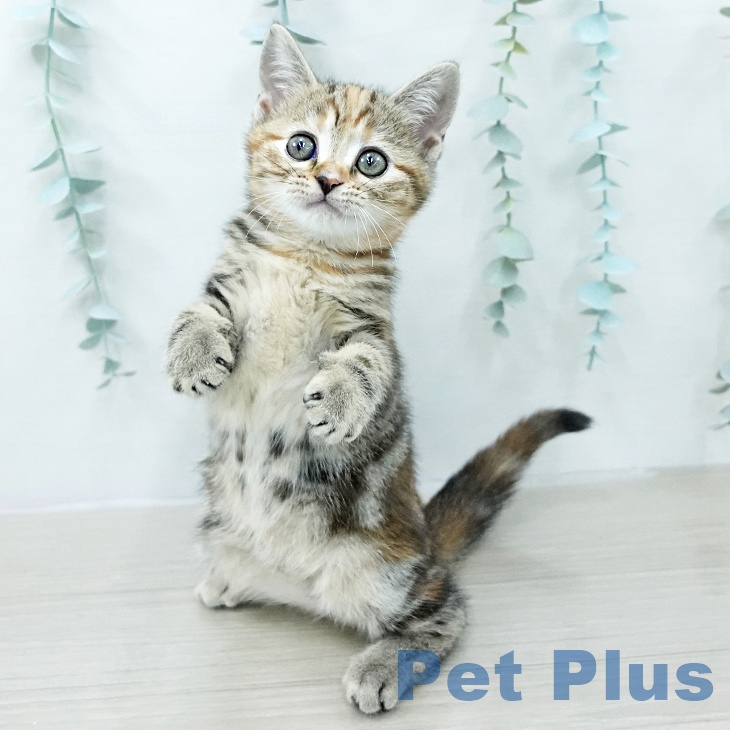 アメリカンショートヘアの写真2