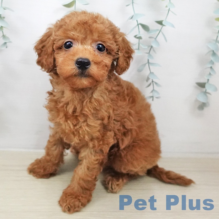 トイ・プードル