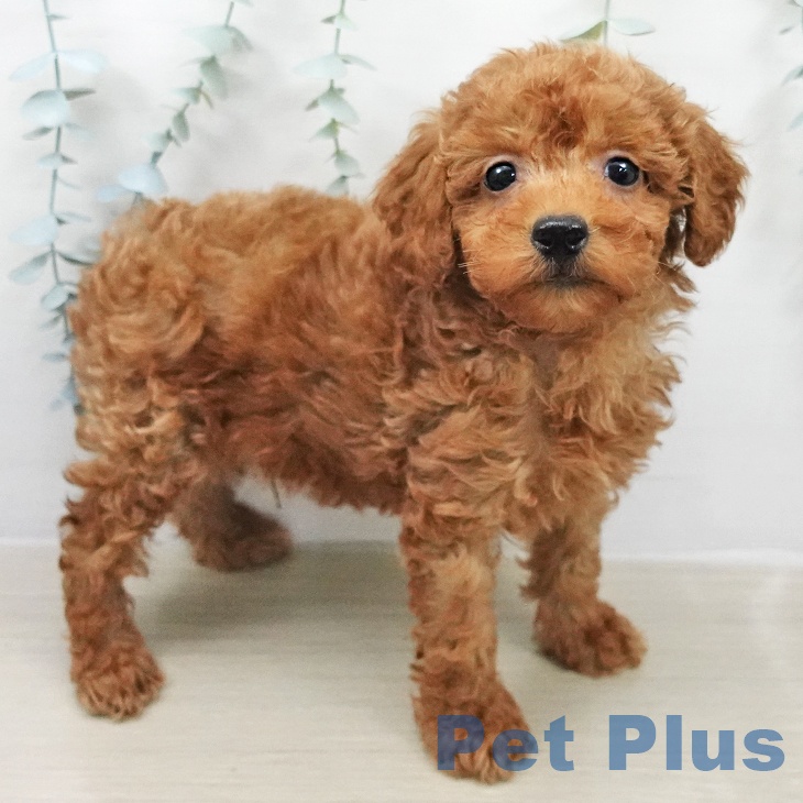 トイ・プードルの写真2