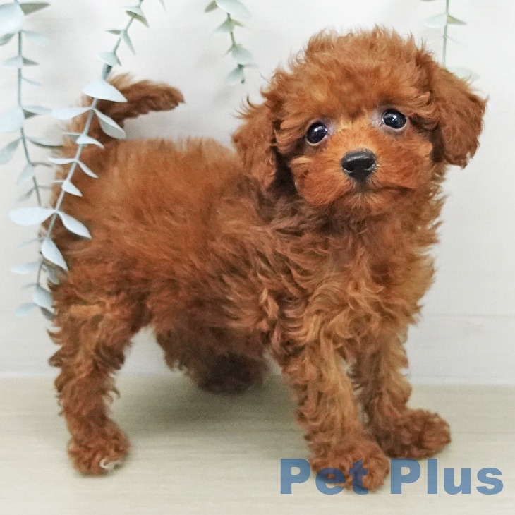 神奈川県のトイプードル(トイ) (ペッツワン 横須賀久里浜店/2026年2月4日生まれ/男の子/レッド)の子犬の1枚目の画像