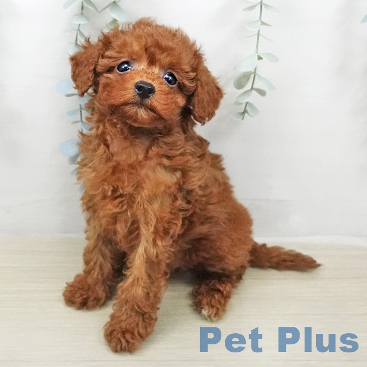 神奈川県のトイプードル(トイ) (ペッツワン 横須賀久里浜店/2026年2月4日生まれ/男の子/レッド)の子犬の2枚目の画像