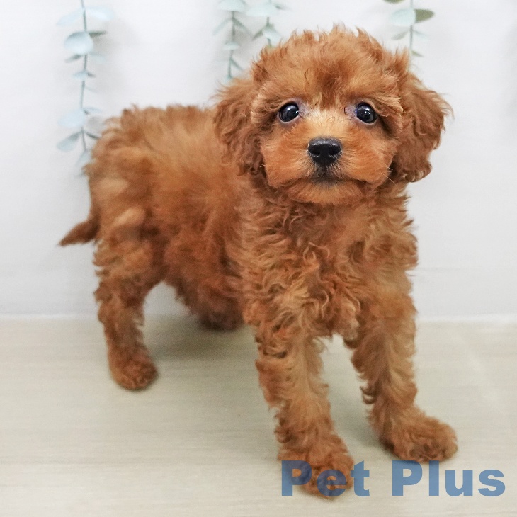 宮城県のトイプードル(トイ) (ペットプラス 仙台泉大沢店/2026年2月4日生まれ/女の子/レッド)の子犬の1枚目の画像