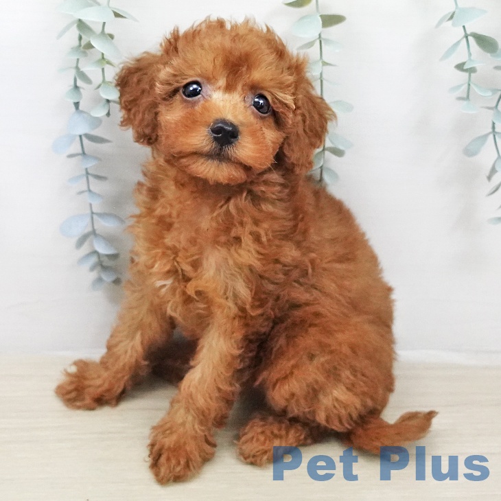 宮城県のトイプードル(トイ) (ペットプラス 仙台泉大沢店/2026年2月4日生まれ/女の子/レッド)の子犬の2枚目の画像