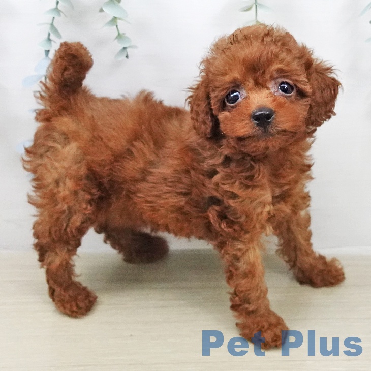 トイ・プードルの写真2