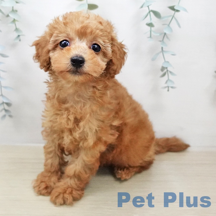 トイ・プードル