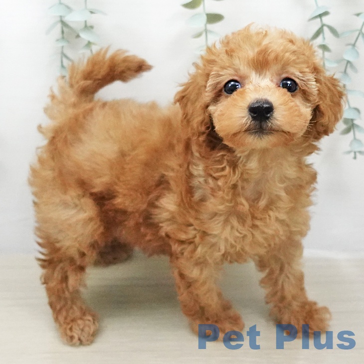 トイ・プードル