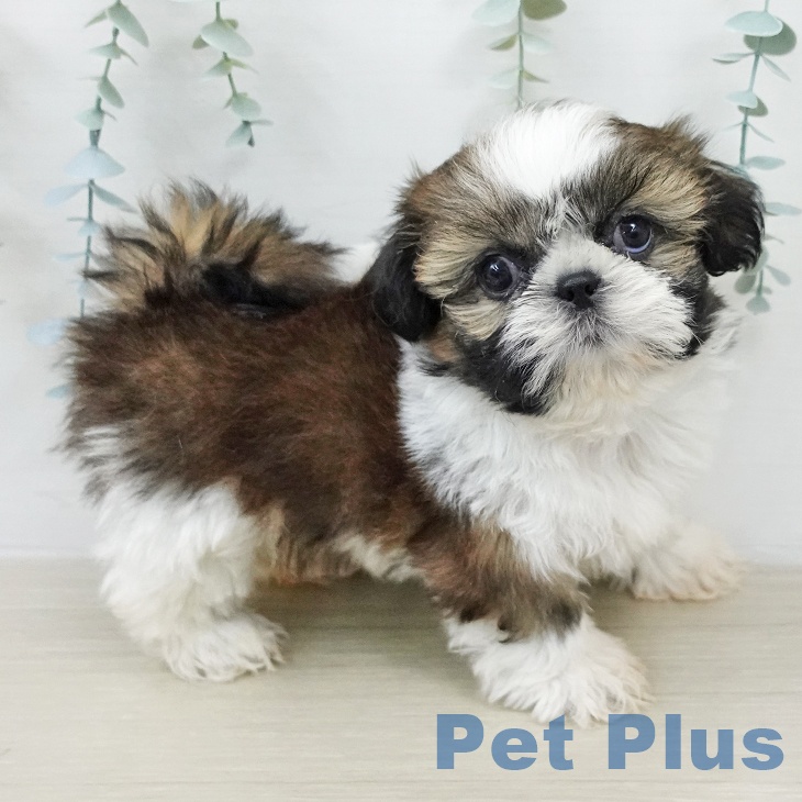 埼玉県のシーズー (ペッツワン 吉川美南店/2026年2月4日生まれ/女の子/ホワイトゴールド)の子犬の1枚目の画像