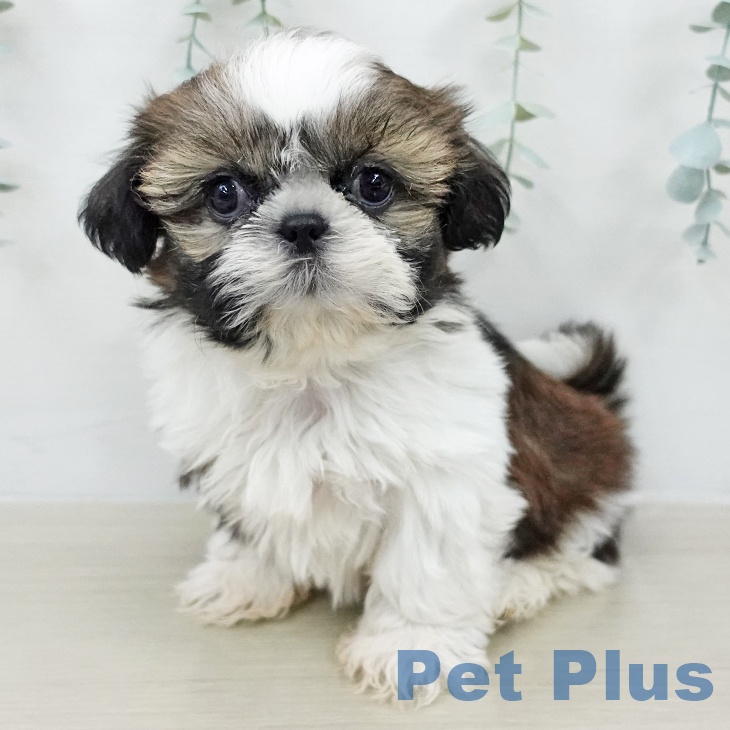 埼玉県のシーズー (ペッツワン 吉川美南店/2026年2月4日生まれ/女の子/ホワイトゴールド)の子犬の2枚目の画像