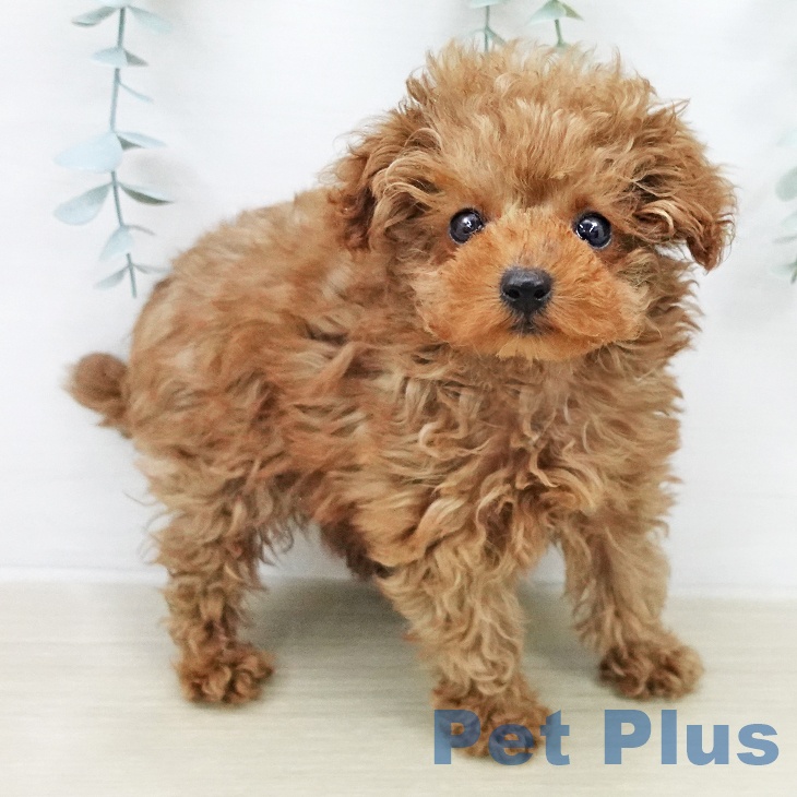 埼玉県のトイプードル(トイ) (ペットプラス ららぽーと富士見店/2026年1月18日生まれ/男の子/レッド)の子犬の1枚目の画像