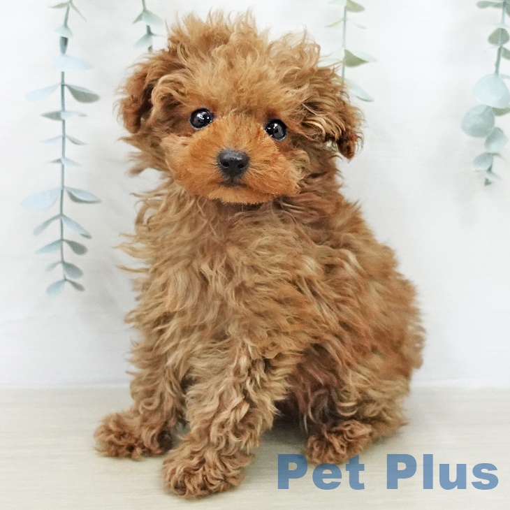 埼玉県のトイプードル(トイ) (ペットプラス ららぽーと富士見店/2026年1月18日生まれ/男の子/レッド)の子犬の2枚目の画像