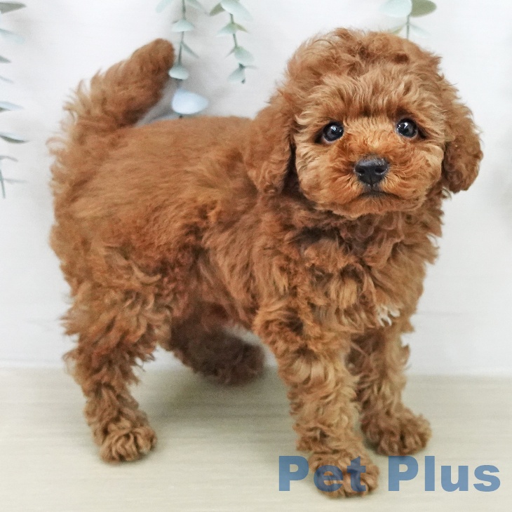 千葉県のトイプードル(トイ) (ペットプラス 幕張新都心店/2026年2月2日生まれ/男の子/レッド)の子犬の1枚目の画像
