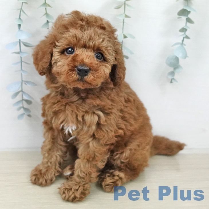 千葉県のトイプードル(トイ) (ペットプラス 幕張新都心店/2026年2月2日生まれ/男の子/レッド)の子犬の2枚目の画像