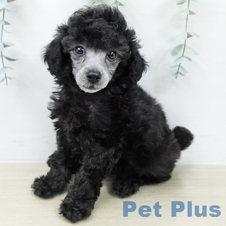 埼玉県のトイプードル(トイ) (ペットプラス 浦和美園店/2026年2月4日生まれ/女の子/グレー)の子犬の1枚目の画像