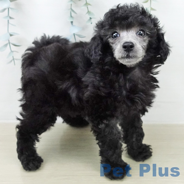 埼玉県のトイプードル(トイ) (ペットプラス 浦和美園店/2026年2月4日生まれ/女の子/グレー)の子犬の2枚目の画像