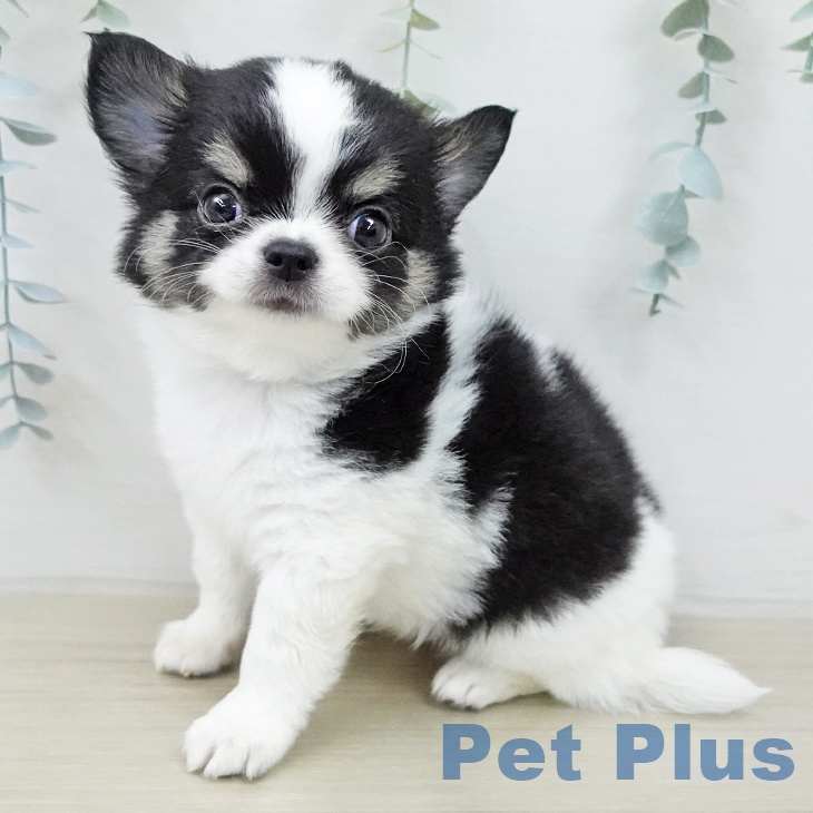 神奈川県のチワワ(ロング) (ペットプラス ビアレ横浜店/2026年2月4日生まれ/男の子/ブラックタンホワイト)の子犬の1枚目の画像