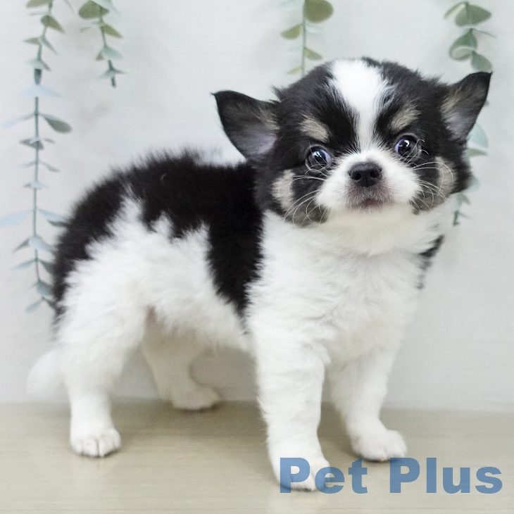 神奈川県のチワワ(ロング) (ペットプラス ビアレ横浜店/2026年2月4日生まれ/男の子/ブラックタンホワイト)の子犬の2枚目の画像