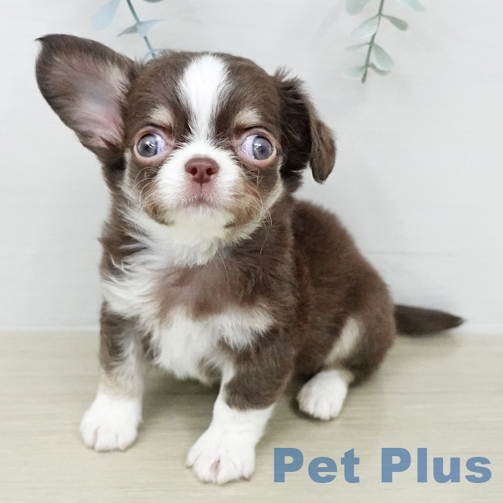 東京都のチワワ(ロング) (ペットプラス アクアシティお台場店/2026年2月4日生まれ/男の子/チョコレートタンホワイト)の子犬の1枚目の画像