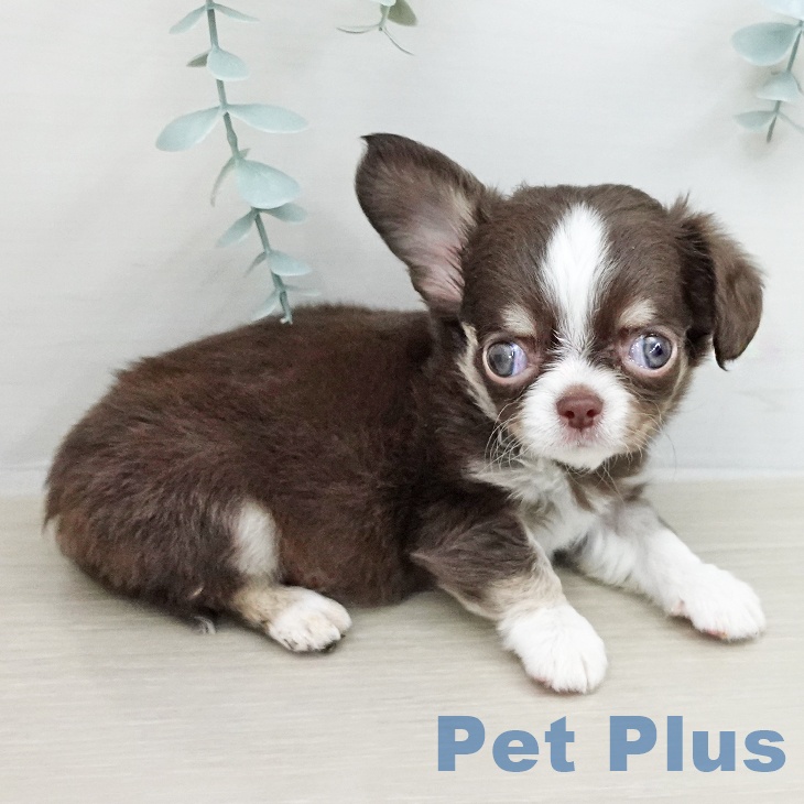 東京都のチワワ(ロング) (ペットプラス アクアシティお台場店/2026年2月4日生まれ/男の子/チョコレートタンホワイト)の子犬の2枚目の画像