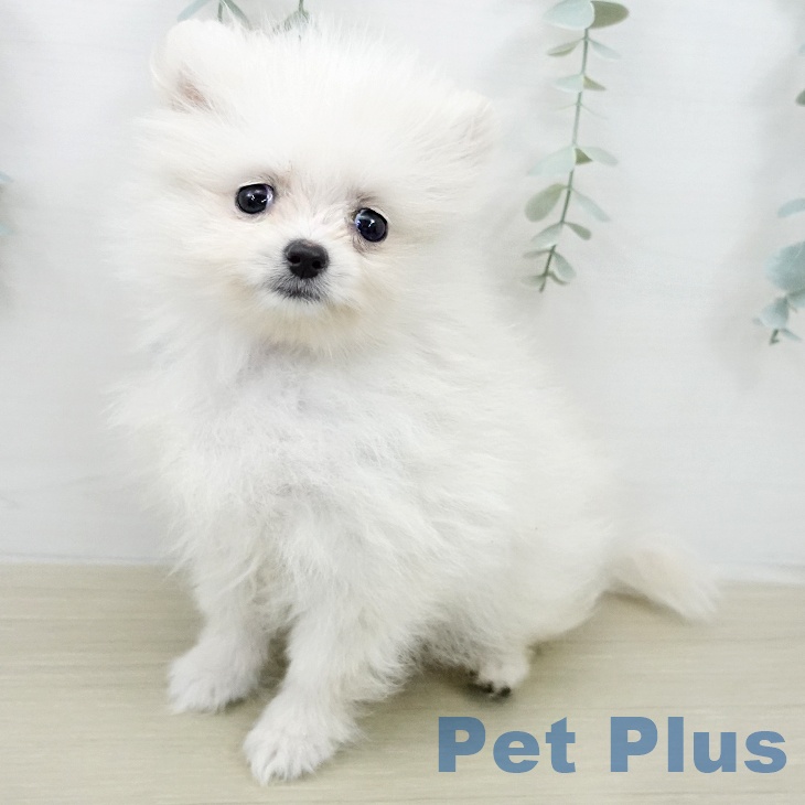 千葉県のポメラニアン (ペッツワン 千葉ニュータウン店/2026年2月3日生まれ/男の子/クリーム)の子犬の1枚目の画像
