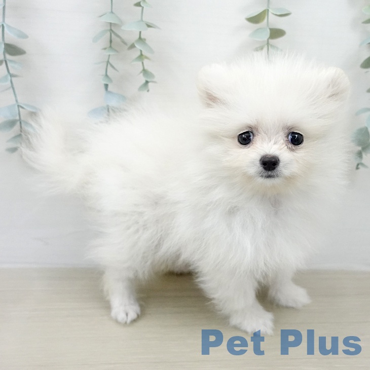 千葉県のポメラニアン (ペッツワン 千葉ニュータウン店/2026年2月3日生まれ/男の子/クリーム)の子犬の2枚目の画像