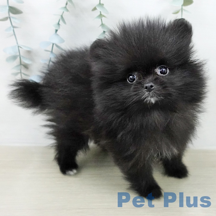 ポメラニアンの写真2