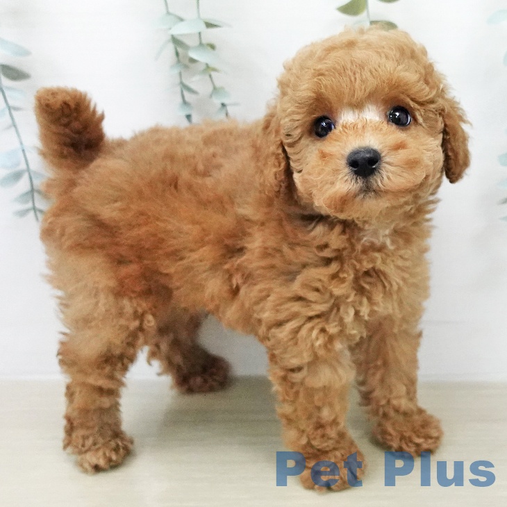 埼玉県のトイプードル(トイ) (ペットプラス クレアモール川越店/2026年2月4日生まれ/男の子/レッド)の子犬の1枚目の画像