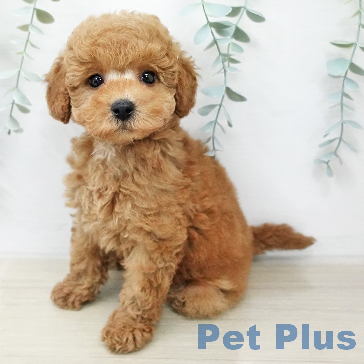 埼玉県のトイプードル(トイ) (ペットプラス クレアモール川越店/2026年2月4日生まれ/男の子/レッド)の子犬の2枚目の画像