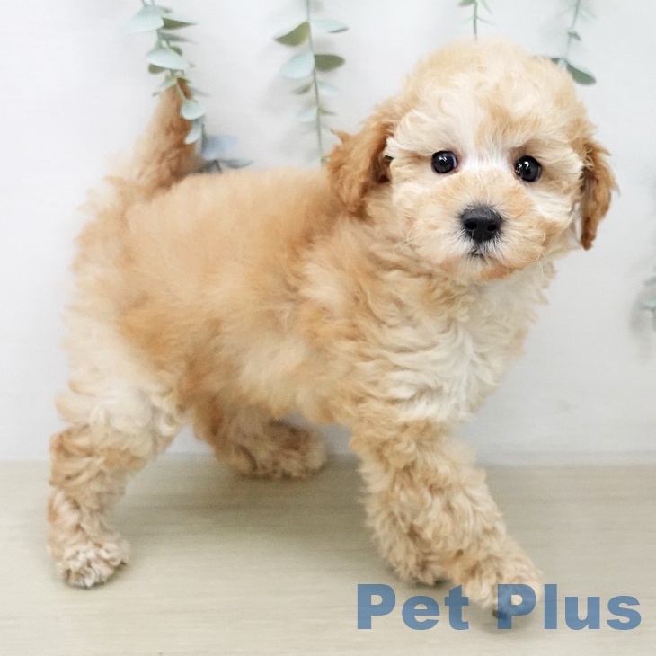 トイ・プードル