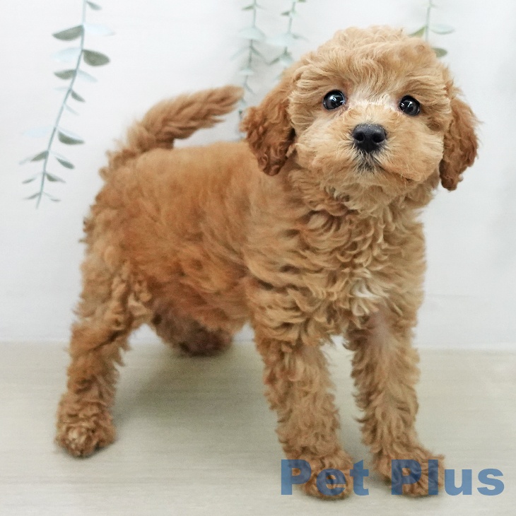 トイ・プードル