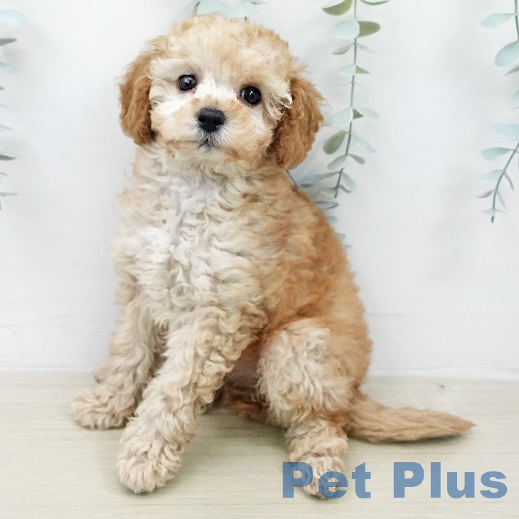 トイ・プードル