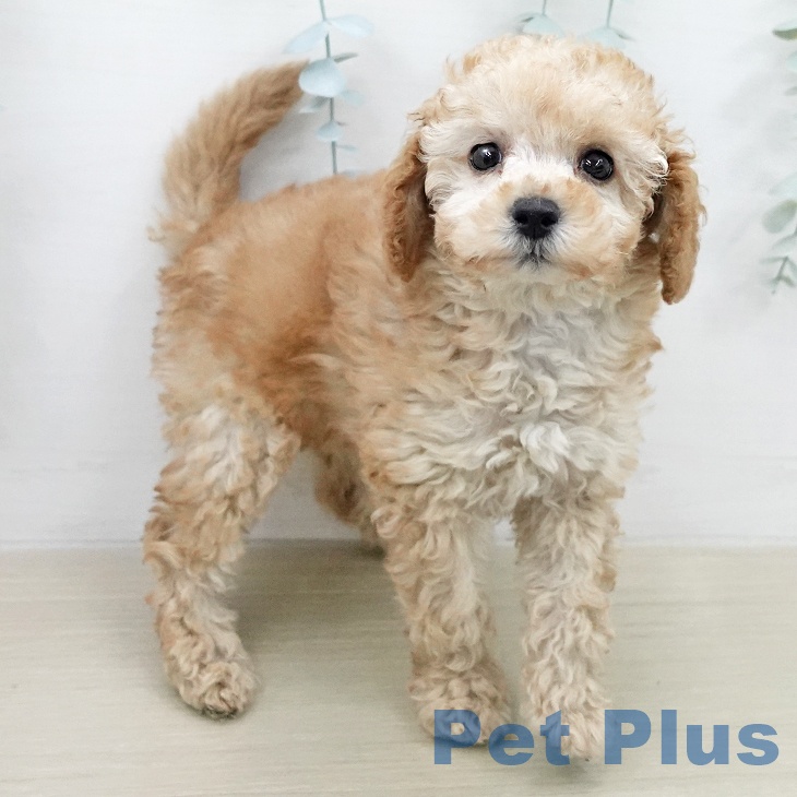 トイ・プードル