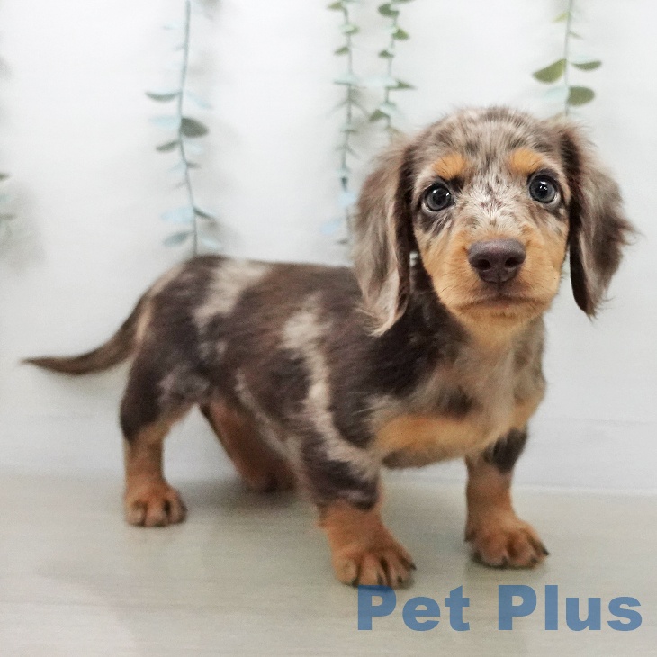 埼玉県のミニチュアダックスフンド(ロング) (ペットプラス ららぽーと富士見店/2026年2月2日生まれ/男の子/チョコレートダップル)の子犬の1枚目の画像