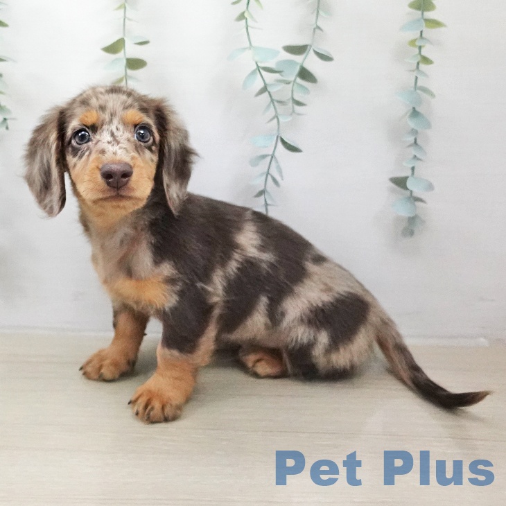 埼玉県のミニチュアダックスフンド(ロング) (ペットプラス ららぽーと富士見店/2026年2月2日生まれ/男の子/チョコレートダップル)の子犬の2枚目の画像