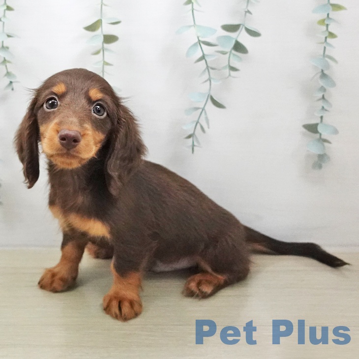 ミニチュア・ダックスフンドの写真2