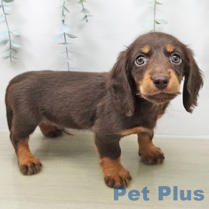 東京都のミニチュアダックスフンド(ロング) (ペットプラス 大井町トラックス店/2026年2月2日生まれ/男の子/チョコレートタン)の子犬の1枚目の画像