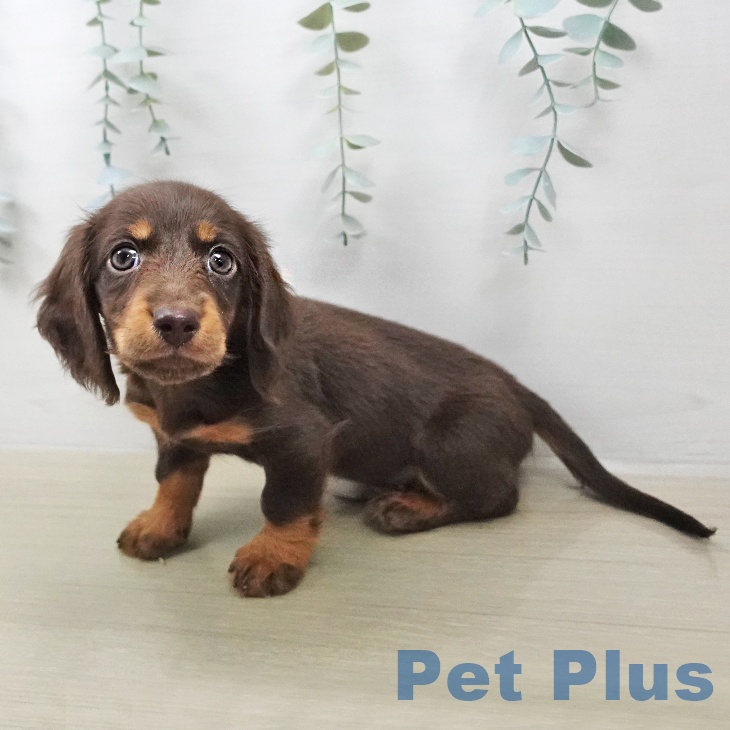 東京都のミニチュアダックスフンド(ロング) (ペットプラス 大井町トラックス店/2026年2月2日生まれ/男の子/チョコレートタン)の子犬の2枚目の画像