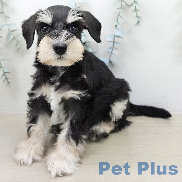 山梨県のミニチュアシュナウザー (ペットプラス 甲府昭和店/2026年2月1日生まれ/男の子/ブラックシルバー)の子犬の1枚目の画像