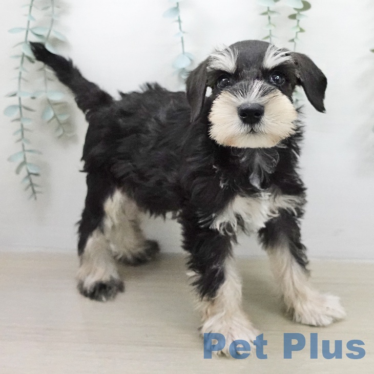 山梨県のミニチュアシュナウザー (ペットプラス 甲府昭和店/2026年2月1日生まれ/男の子/ブラックシルバー)の子犬の2枚目の画像