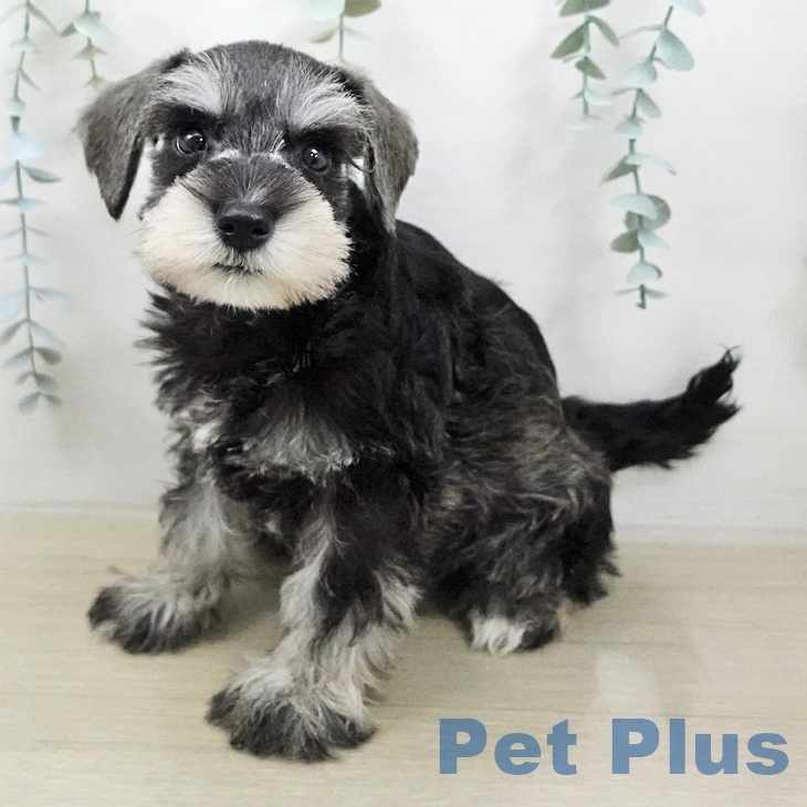 神奈川県のミニチュアシュナウザー (ペットプラス ゆめが丘ソラトス店/2026年2月1日生まれ/女の子/ソルトペッパー)の子犬の1枚目の画像