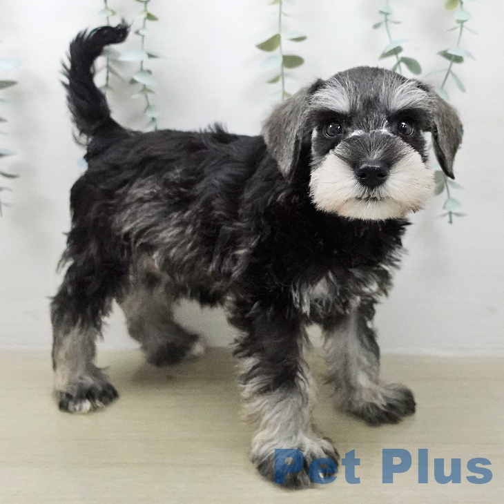 神奈川県のミニチュアシュナウザー (ペットプラス ゆめが丘ソラトス店/2026年2月1日生まれ/女の子/ソルトペッパー)の子犬の2枚目の画像