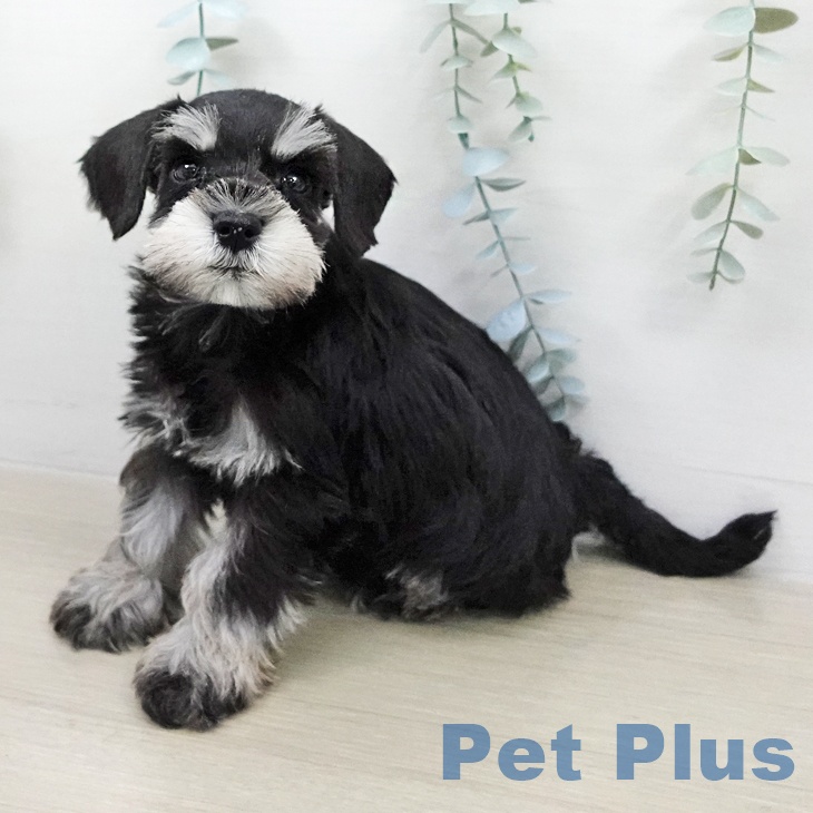 東京都のミニチュアシュナウザー (ペットプラス アクアシティお台場店/2026年2月1日生まれ/女の子/ブラックシルバー)の子犬の1枚目の画像