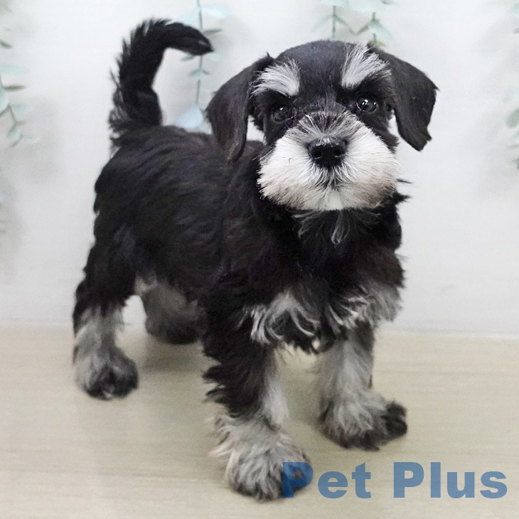 東京都のミニチュアシュナウザー (ペットプラス アクアシティお台場店/2026年2月1日生まれ/女の子/ブラックシルバー)の子犬の2枚目の画像