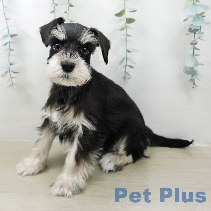 埼玉県のミニチュアシュナウザー (ペットプラス ららぽーと新三郷店/2026年2月1日生まれ/女の子/ブラックシルバー)の子犬の1枚目の画像