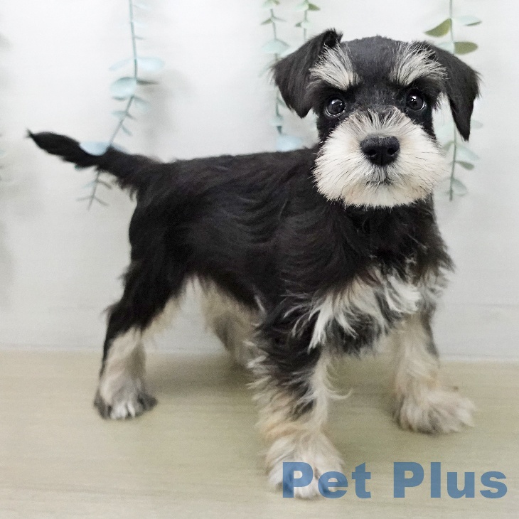 埼玉県のミニチュアシュナウザー (ペットプラス ららぽーと新三郷店/2026年2月1日生まれ/女の子/ブラックシルバー)の子犬の2枚目の画像