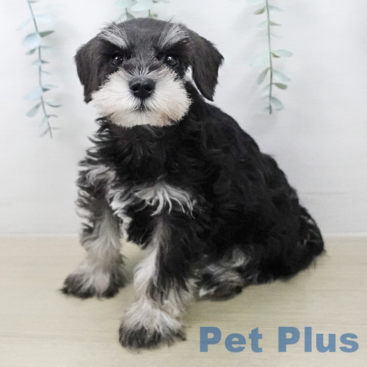 東京都のミニチュアシュナウザー (ペットプラス 大井町トラックス店/2026年2月1日生まれ/女の子/ブラックシルバー)の子犬の1枚目の画像