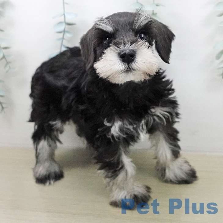 東京都のミニチュアシュナウザー (ペットプラス 大井町トラックス店/2026年2月1日生まれ/女の子/ブラックシルバー)の子犬の2枚目の画像