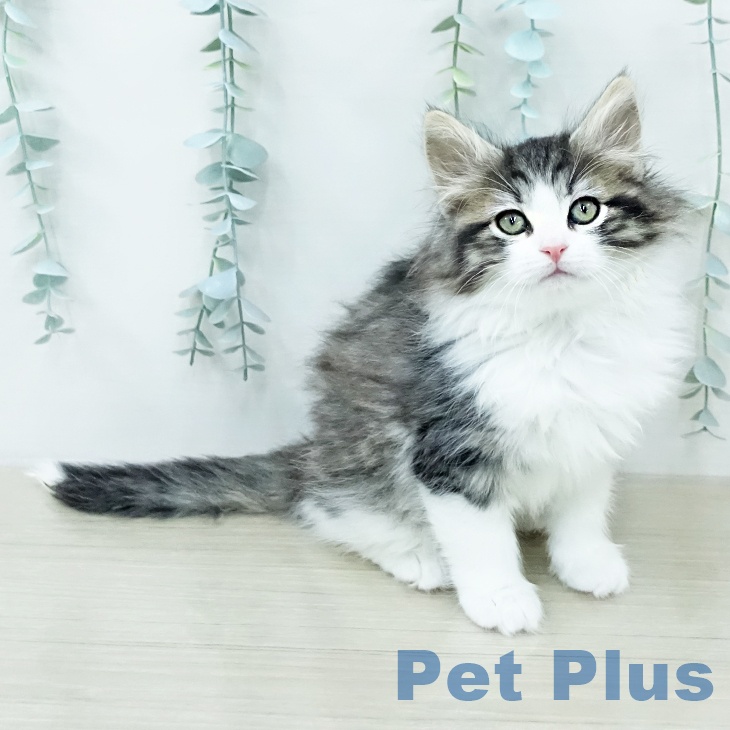 ノルウェージャンフォレストキャット